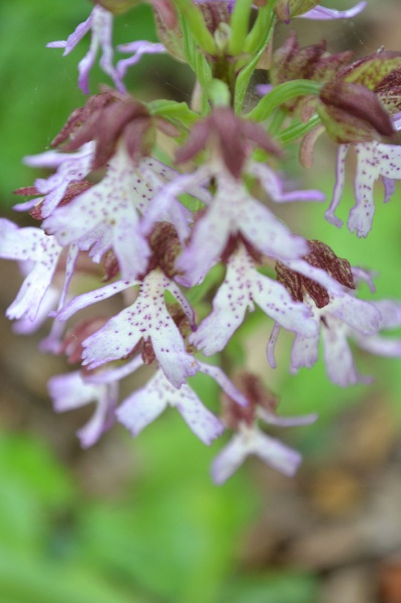 Bibbona (LI) - Orchis purpurea